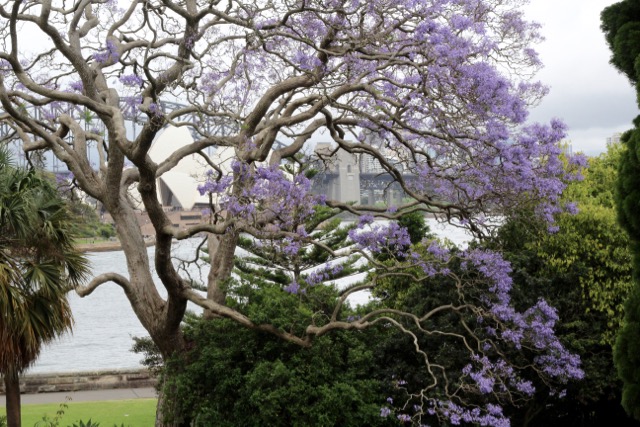 Sydney Botanical Gardens