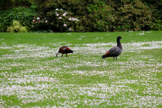 Birds in a park in Christchurch, New Zealand
