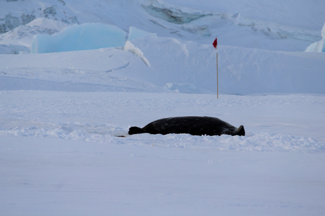 A Weddell Seal lying down on the ice
