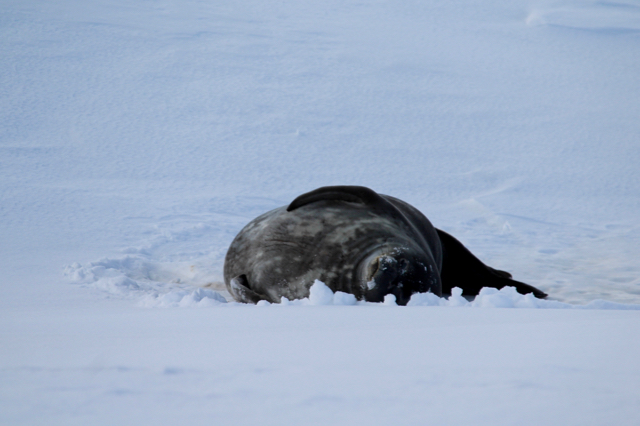 A Weddell Seal rubbing his belly