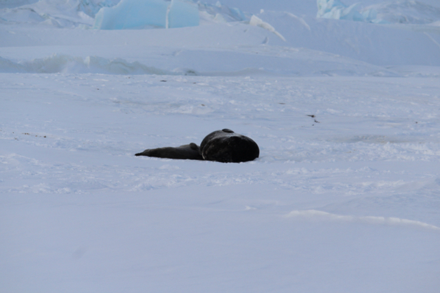 A Weddell Seal who had just given birth to her cub