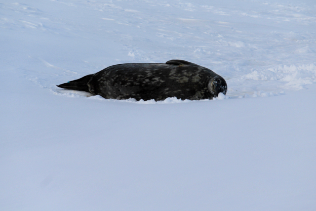A Weddell Seal lying on his side