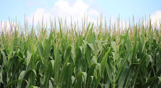 slide 1 - Corn field