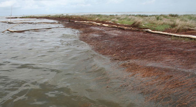 slide 1 - 2010 photo of a shoreline in Bay Jimmy, Plaquemines Parish, Louisiana