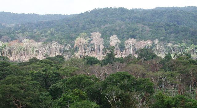 slide 1 - Line of dead and damaged trees after a surface fire in the Amazon rainforest in western Brazil