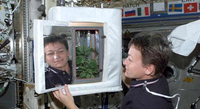 An astronaut works with a plant experiment on the International Space Station.