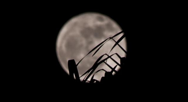 Palm fronds form a silhouette in front of the Moon