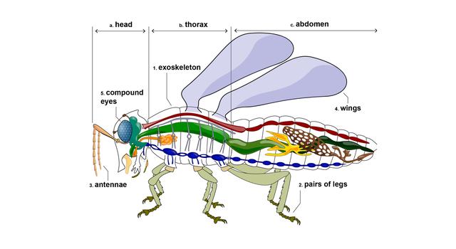Anatomy of an insect, identifying the head (front portion), thorax (middle) and abdomen (back portion) of an insect. Labeled on the diagram are: 1) The exoskeleton, a solid dark outline; 2) three pairs of segmented legs; 3) Two long yellow, skinny antenna