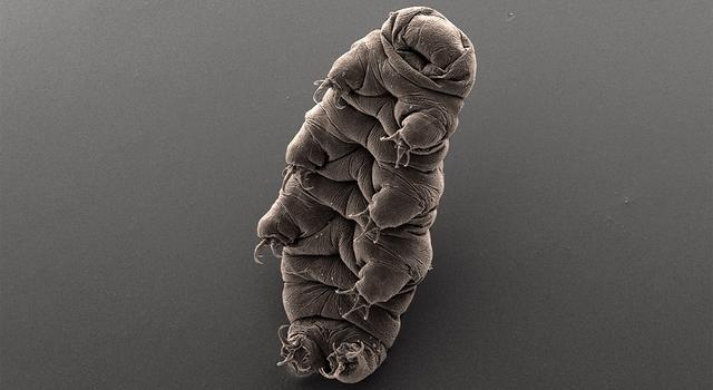 An organism roughly resembling a chubby bear appears to be lying on its back with its pillowy belly facing up and its eight stubby legs jutting out to the sides.